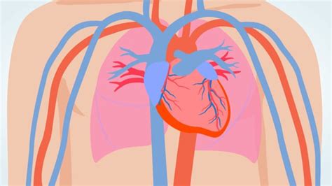 Heart and Circulatory System (for Parents) | Nemours KidsHealth