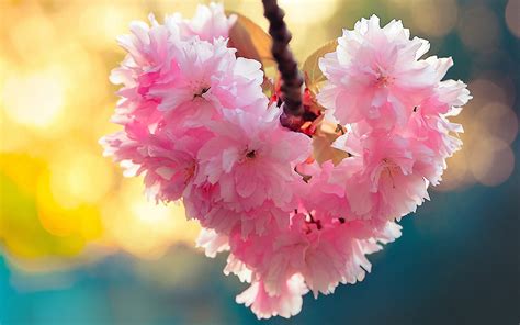 heart, Bloom, Love, Heart, Flowers, Nature, Spring Wallpapers HD ...