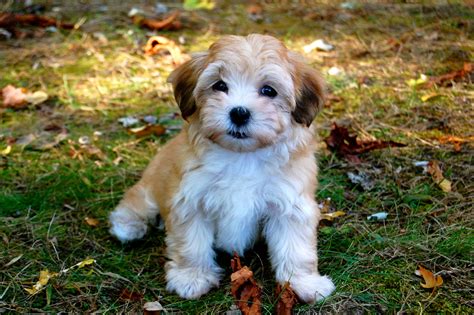 Havanese - Puppies, Rescue, Pictures, Information, Temperament ...