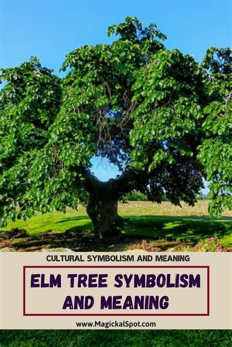 Elm Tree Symbolism and Meaning [With Birth Date Symbolism] | Elm tree ...