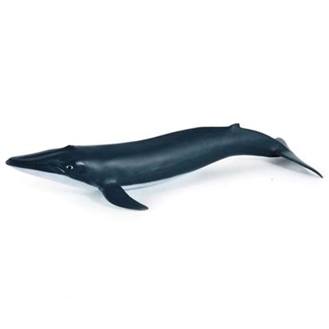 Papo Blue whale calf – Animal Kingdoms Toy Store