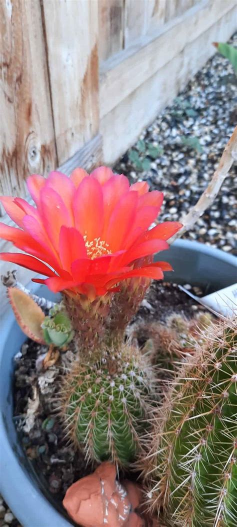 10+ Exotic Red Cactus Flowers (with Names & Pictures) - Plants Craze