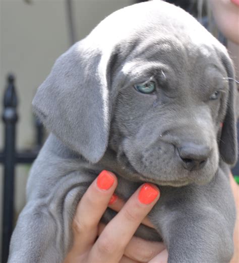 Weimaraner Puppies For Sale | Chino Hills, CA #295636