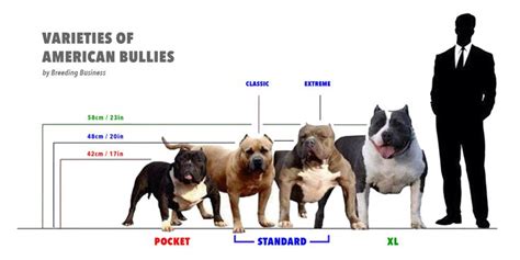 Different Types of Pitbulls — APBT, American Bully, Bulldogs, Staffies ...