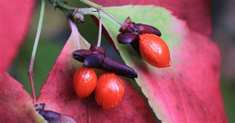 Burning Bush Plant: [HOW TO] Grow And Care For Euonymus Alatus