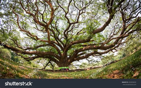 "Bodhi tree leaf" - 14.619 Ảnh, vector và hình chụp có sẵn | Shutterstock