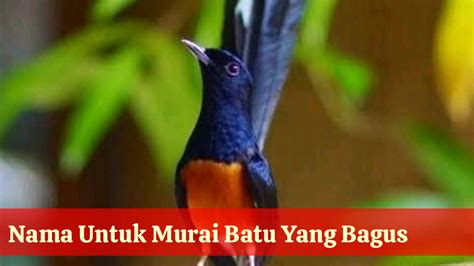 77 Nama Burung Murai Yang Bagus Lengkap Sama Arti Biar Cepat Gacor Dan ...