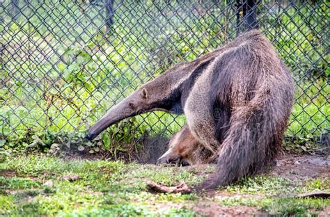 Giant Anteater in a Zoo Habitat Stock Image - Image of closeup, nice ...