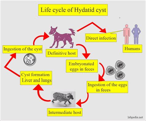 What Is Echinococcus Treatment For Dogs