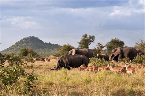 5-five-5: Addo Elephant National Park (Addo - South Africa)