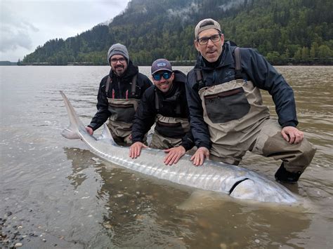 FRASER RIVER STURGEON FISHING REPORT – May 10, 2019 - Johnny's Sport ...