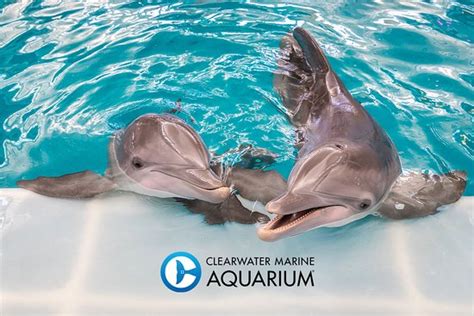 Clearwater Marine Aquarium - 2021 All You Need to Know BEFORE You Go ...