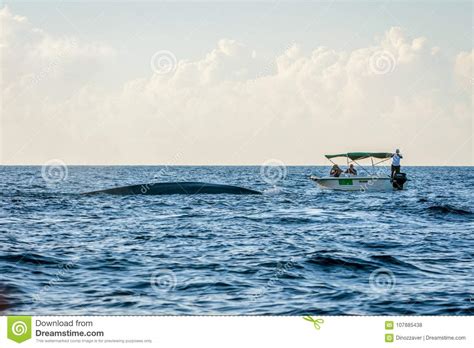 Whale watching by boat editorial stock photo. Image of aquatic - 107885438