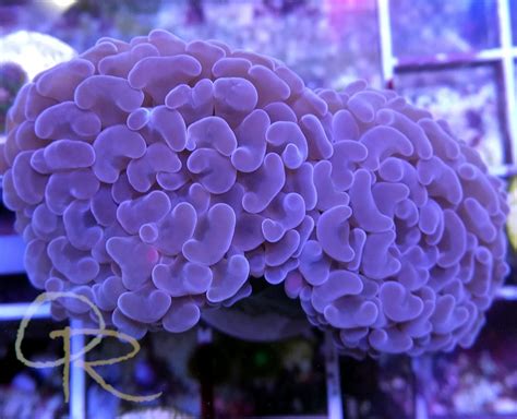 Hammer Coral – Purple – Orchard Reef Coral Farm