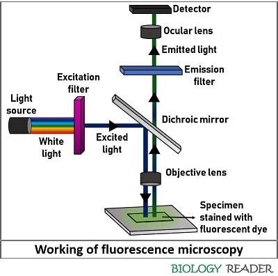 What is Fluorescence Microscopy? Definition, Principle, Fluorescence ...