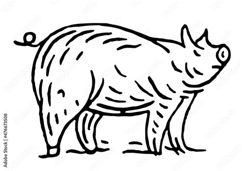 Pig standing. Side view. Vector black vintage engravin Stock Vector ...