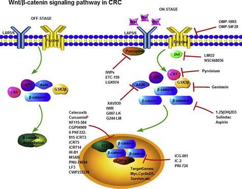 Schematic illustration of the Wnt/β-catenin signaling pathway. Left ...