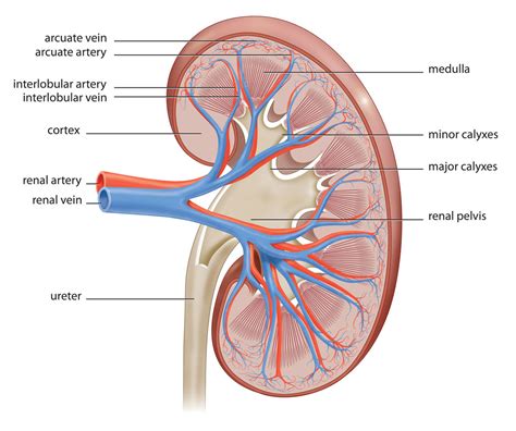 Labeled Diagram of the Human Kidney - Bodytomy