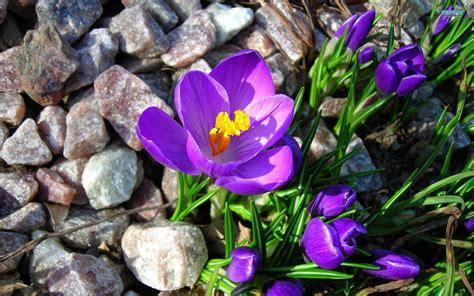 Purple crocus. | Flower desktop wallpaper, Vintage flowers wallpaper ...