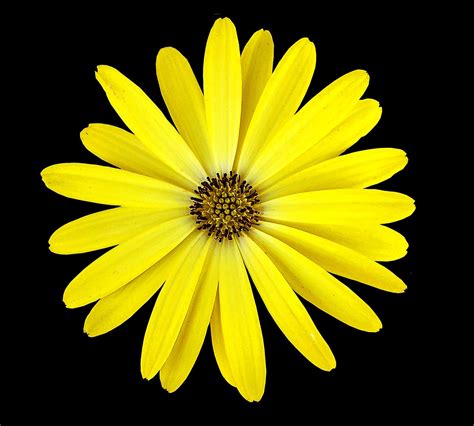 Yellow Flower Black Background - Free photo on Pixabay - Pixabay