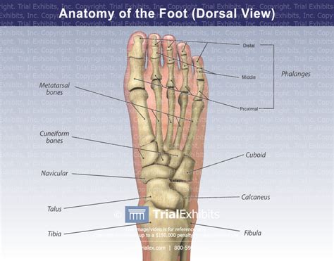 Foot Bones Diagram