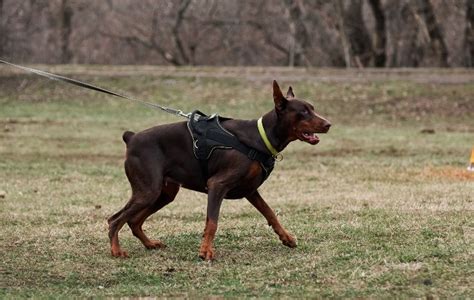 9 Amazing Police Dog Breeds (And What They Do) | Nylabone