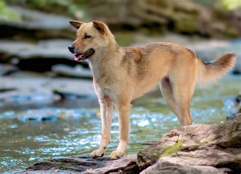 Korean Jindo Pictures - AZ Animals