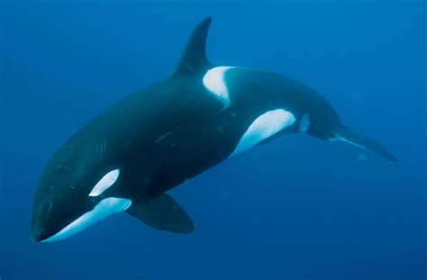 Killer whale | Definition & Facts | Britannica