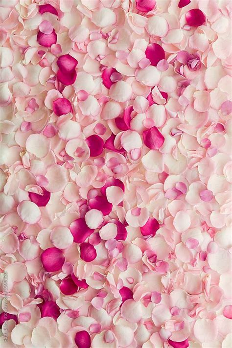 "Rose Petal Background" by Stocksy Contributor "Ruth Black" | Pink ...