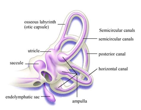 Bony labyrinth and membranous labyrinth of inner ear. | Download ...