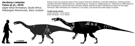 Aardonyx schematic by Megalotitan on DeviantArt