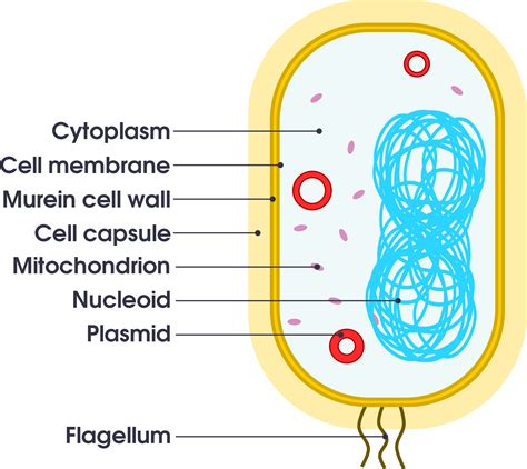 Download Open - Simple Bacteria Cell Diagram - Full Size PNG Image - PNGkit