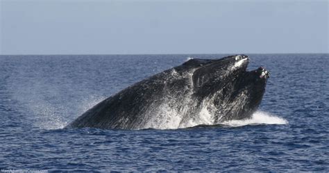 When Is The Best Time For A Maui Whale Watch?