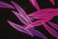 Microplankton | Britannica.com