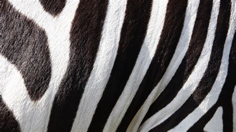 nature, Animals, Wildlife, Zebras, Stripes, Fur, Black, White ...