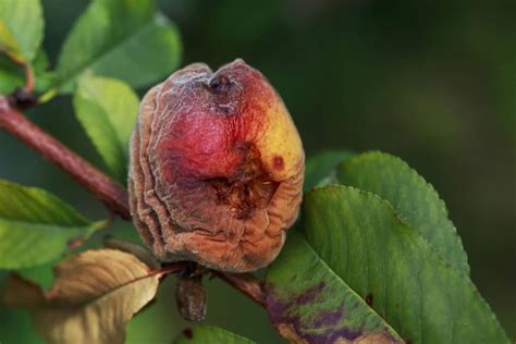 Pecan Tree Diseases » Tips for Identification & Control