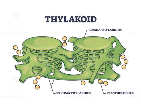 Thylakoid membrane bound chloroplast compartments structure outline ...