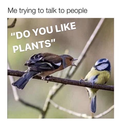 Birds Be Like Meme - Captions Ideas