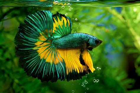 Dragon Scale Betta Fish: Care Guide, Varieties & Lifespan (With ...