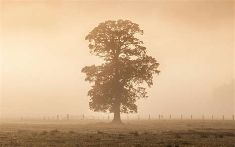 wallpapers: Early Morning Fog Wallpapers