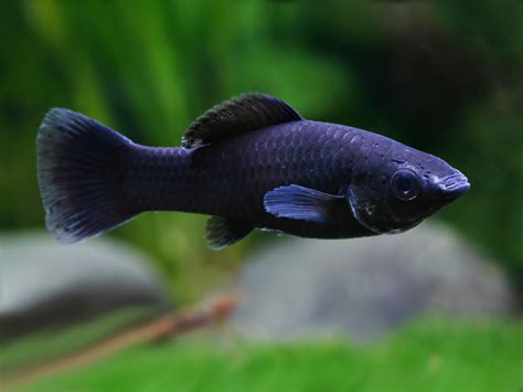 Black Molly » MIDLAND AQUATIC SOLUTIONS IRELAND