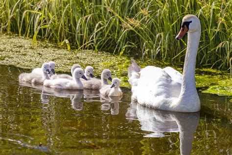 Swan Baby Water Bird - Free photo on Pixabay - Pixabay