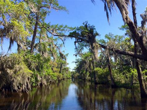 Bayou Swamp Tours: The #1 Swamp Tour in New Orleans