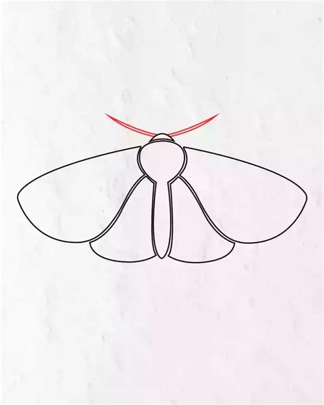 How To Draw A Simple Moth In Simple Step By Step Guide | Moth drawing ...