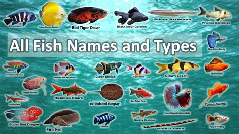 Different Types Of Fish With Names