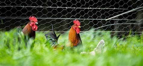 How to build a DIY chicken wire fence [2023 guide]