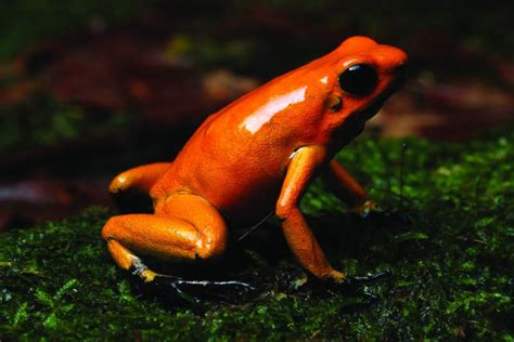 Golden Poison Frog (Phyllobates terribilis)