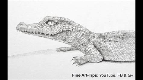 Crocodile Head In Water Drawing - Crocodile