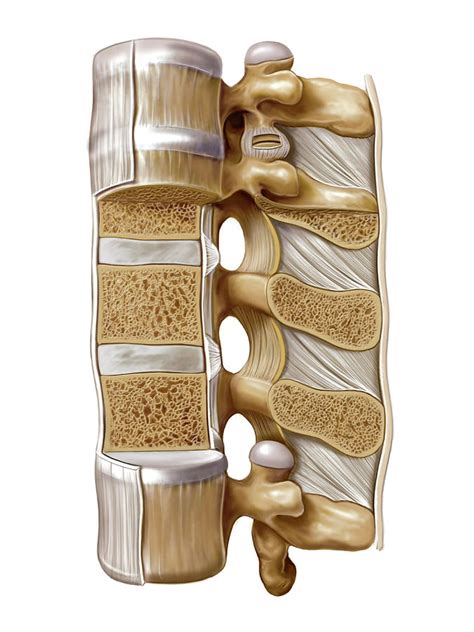 Intervertebral Joints Photograph by Asklepios Medical Atlas - Fine Art ...