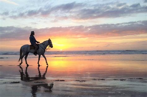 Horse In Sunset